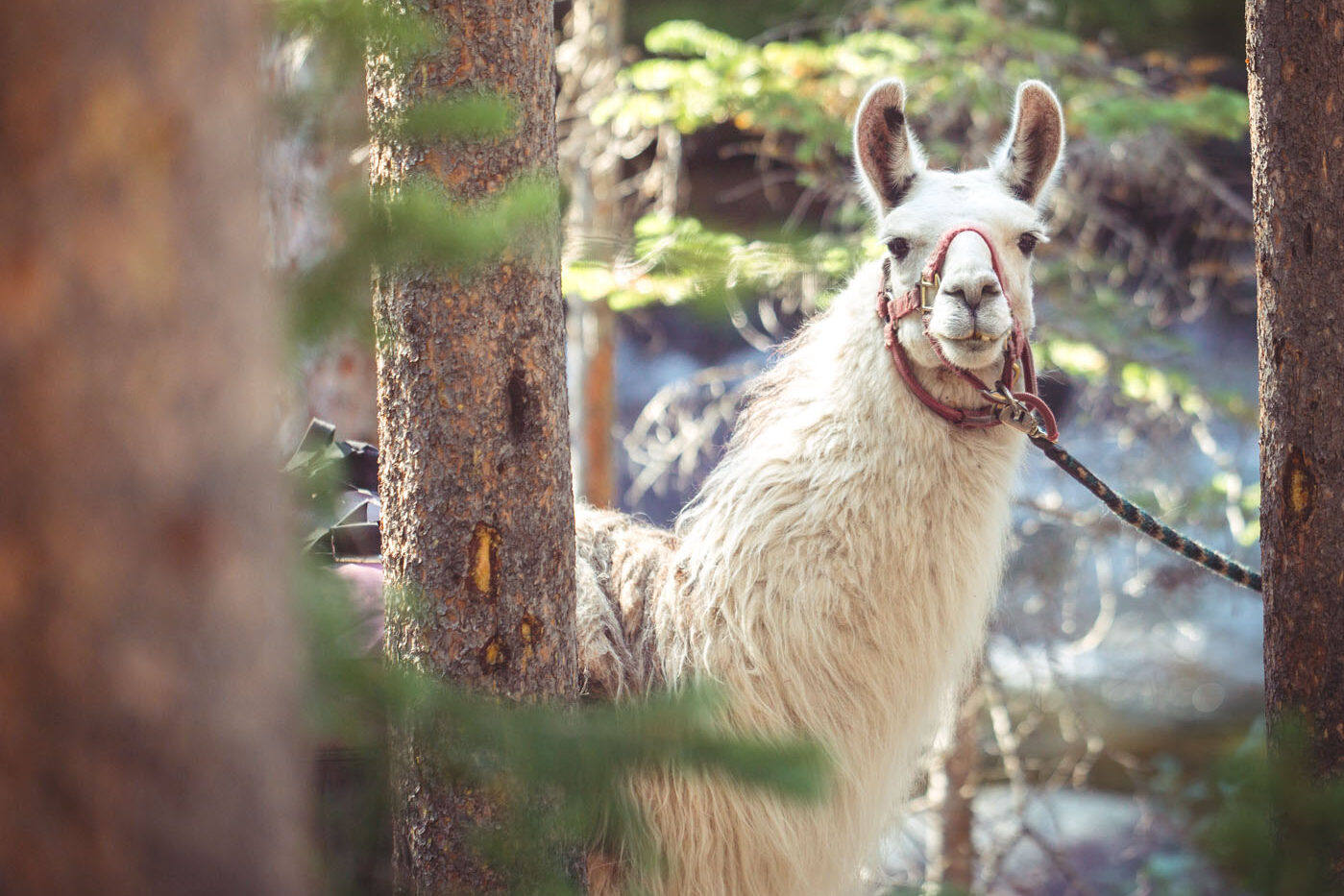 Llama being led down a trail in the Rocky Mountains of Colorado